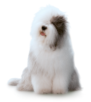 Dulux Dog